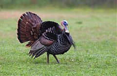 Wild Turkey